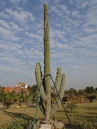 20 ft tall Cactus
